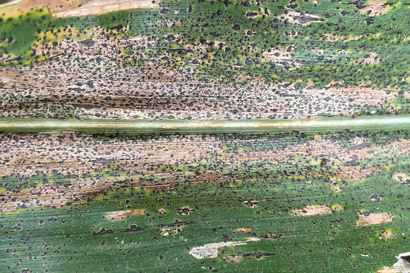 corn leaf with tan and black spots